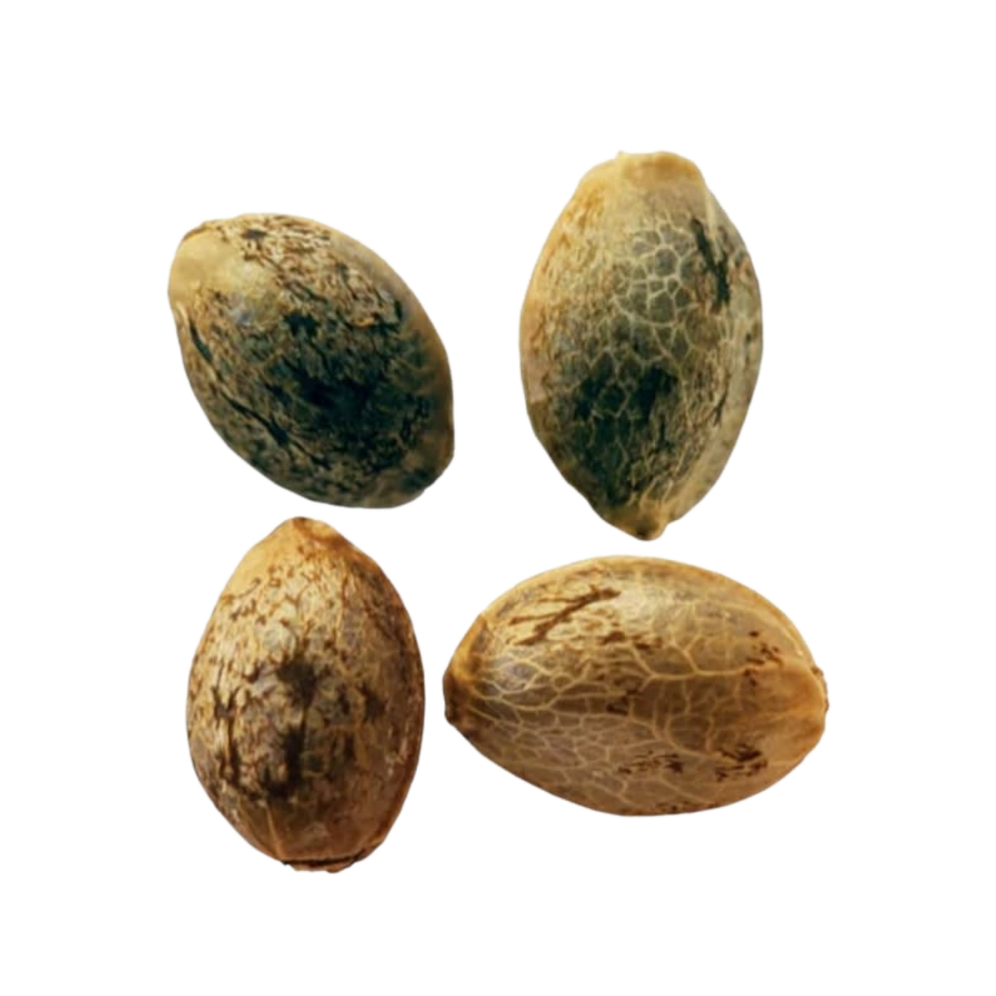 BC West Coast (Feminized) Seeds By Weathered Islands Craft Cannabis