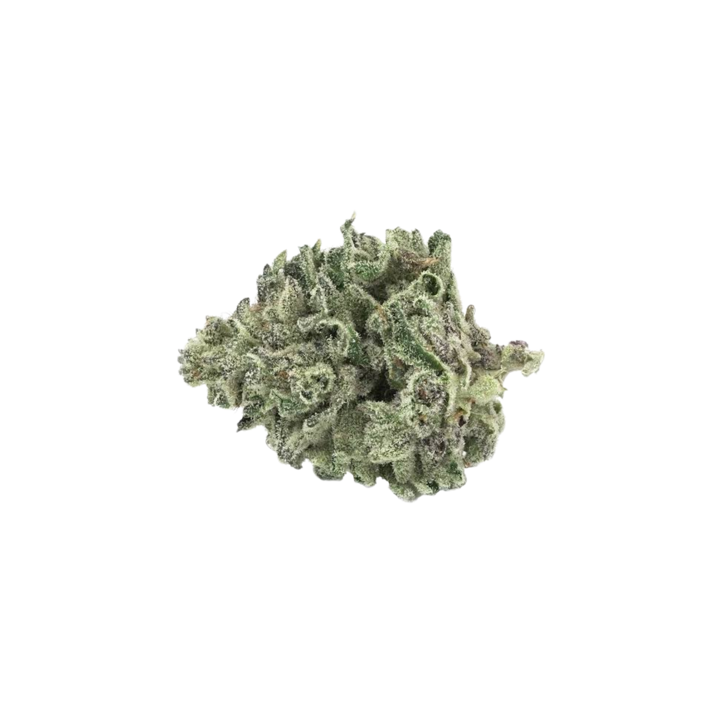 Tantalus Indica 7g